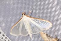 Palpita vitrealis