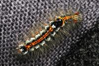 Sphrageidus similis