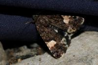 Tyta luctuosa