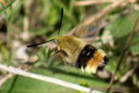 Hemaris tityus