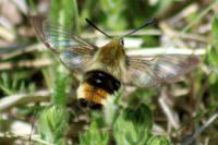 Hemaris tityus