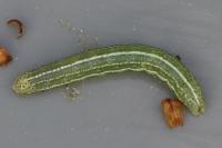 Cosmia trapezina