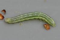 Cosmia trapezina