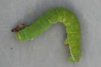 Epirrita