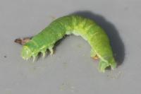 Epirrita