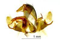 Thisanotia chrysonuchella