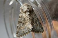 Hecatera dysodea