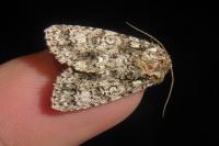 Acronicta rumicis