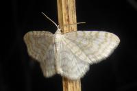Asthena albulata
