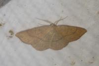Cyclophora ruficiliaria