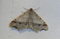 Macaria alternata