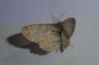 Peribatodes rhomboidaria rhomboidaria