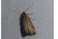 Schrankia costaestrigalis