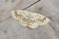 Cyclophora annularia