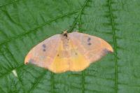 Watsonalla binaria