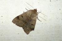 Minucia lunaris