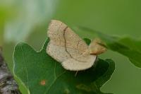 Cyclophora ruficiliaria