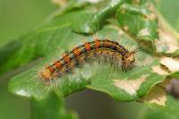 Lymantria dispar