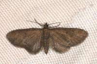 Eupithecia vulgata