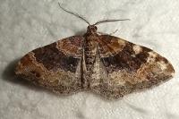 Xanthorhoe spadicearia/ferrugata