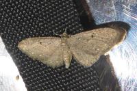 Eupithecia tripunctaria