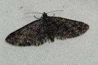 Eupithecia cocciferata
