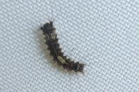 Lymantria monacha