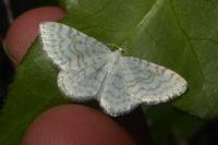 Asthena albulata