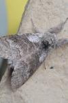 Calliteara pudibunda