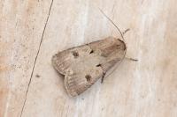 Agrotis exclamationis exclamationis