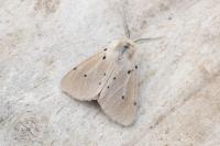 Diaphora mendica