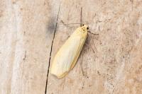 Wittia sororcula