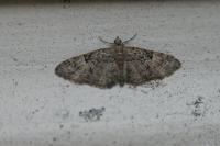 Eupithecia dodoneata