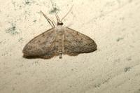 Idaea seriata