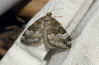 Perizoma hydrata