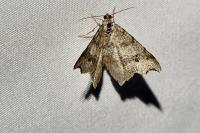 Macaria alternata