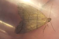 Herminia grisealis