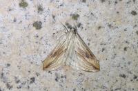 Evergestis forficalis