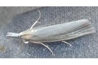 Crambus perlellus