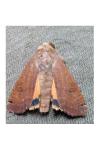 Noctua pronuba