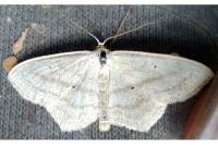 Scopula nigropunctata