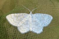 Asthena albulata
