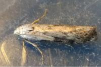 Aphomia sociella