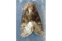Oligia