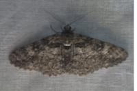 Cleora cinctaria