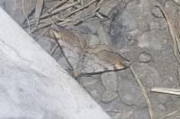 Macaria liturata