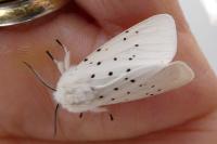 Spilosoma lubricipeda
