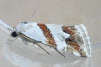 Eublemma candidana