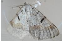 Itame vincularia