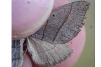Scotopteryx luridata